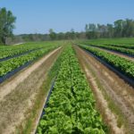 is romaine lettuce safe to eat? lettuce farm